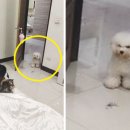 꼬마강아지 이미지