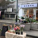 삼원타운 | 콤팩타 분리해서 심는방법 / 마사토 분갈이흙 상토 용토 비율 / 부천 송내 화사플라워 흙갈이 방문 후기🧡