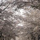 아줌마 자전거여행[섬진강! 봄의 궤적-벚꽃비 쌓인 쌍계사, 솔향기 솔솔 하동송림공원과 하동포구] 이미지