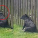 강아지 친구 이미지