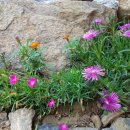 백운산 텃골 팬션 이미지