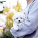 켄넬퀸비 이미지