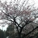 제주는 3월 29일--31일 벚꽃 대잔치 이미지