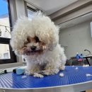 The빛나개 이미지