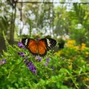 매사농장 | 난 &amp; 나비공원 Bai Orchid &amp; Butterfly Farm 동남아 여행지 태국 치앙마이 가볼만한 곳