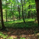 고초령 산양삼 이미지