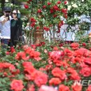 로즈데이 이미지