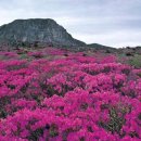 제주남도 이미지