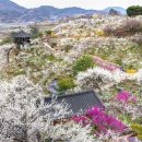 매화로 엘르