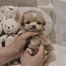 버디독 강아지분양 안심분양센터 서울 영등포점 이미지