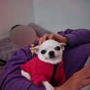 강아지 정거장 이미지