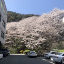 3/30 벚꽃 구경 (공주 중동성당, 충남역사박물관, 공주교대)