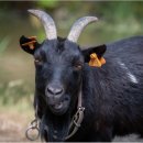 산지흑염소 이미지