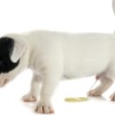 나루동물병원 이미지