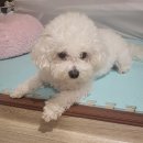 삼화 우수한동물병원 이미지