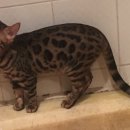 공연초등학교 이미지