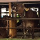 모우목장 이미지