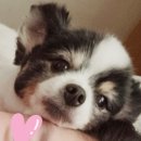 레오아빠동물약국 이미지