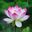 연꽃 &amp; Tranquility (평온) / Mike Rowland &amp; photo by 모모수계 이미지