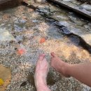 금문파트너스 | [해외여행] 대만여행 #4일차 / 자오시 숙소 크라운샤인리조트 / 자오시 온천공원 / 융캉제 소품샵...