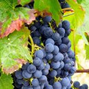 포도나무 이미지