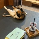 고양이다락방 이미지