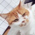 솔가지목장 네이버블로그