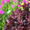 상월초등학교 이미지