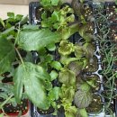 봄농약사 이미지