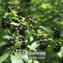 (주)나무엘