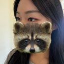 (유)아람식자재마트 | 광주 첨단속눈썹연장 새늘뷰티 후기 / 비포애프터 사진 O