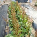 이쁜농장 이미지