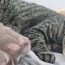 토킹잉글리쉬어학원