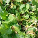 영달농장 이미지