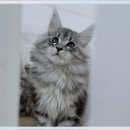 익산고양이분양 인생내캣 | 방화메인쿤고양이분양 내가 찾던 바로 그곳