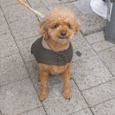 래미안복덕방부동산중개 | [2026 서울마라톤] 부상을 딛고 마음으로 함께 뛴 한공마 응원 후기!