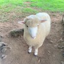 신도목장 이미지