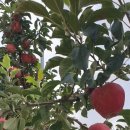 단양죽령사과 이미지