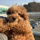 푸리 이미지