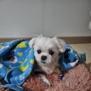 코코펫 살롱 호텔 이미지