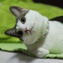 멍때리는 고양이 이미지