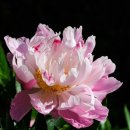 반포삼정공인중개사사무소 이미지