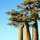 바오밥나무 이미지