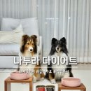 딩고 | 딩고 나투라 다이어트 습식사료 먹방후기 – 이베리코vs치킨 비교