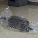 닥터김 동물의료센터 이미지