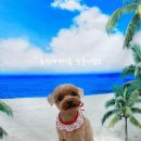 멍뭉이발소 이미지