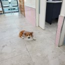 땡큐DOG동물병원 이미지