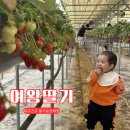 칸농장 | 대구근교 딸기농장체험 여왕딸기 어린이집 소풍으로 다녀온 후기