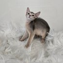 수원고양이분양 드림캣 안심분양센터 이미지