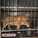 바오펫샵 이미지